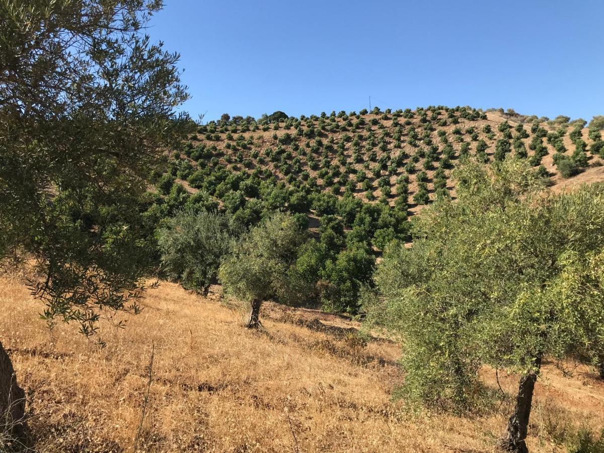Studio Views Apartment, Cortijo Fruitful Hills Μάλαγα Εξωτερικό φωτογραφία